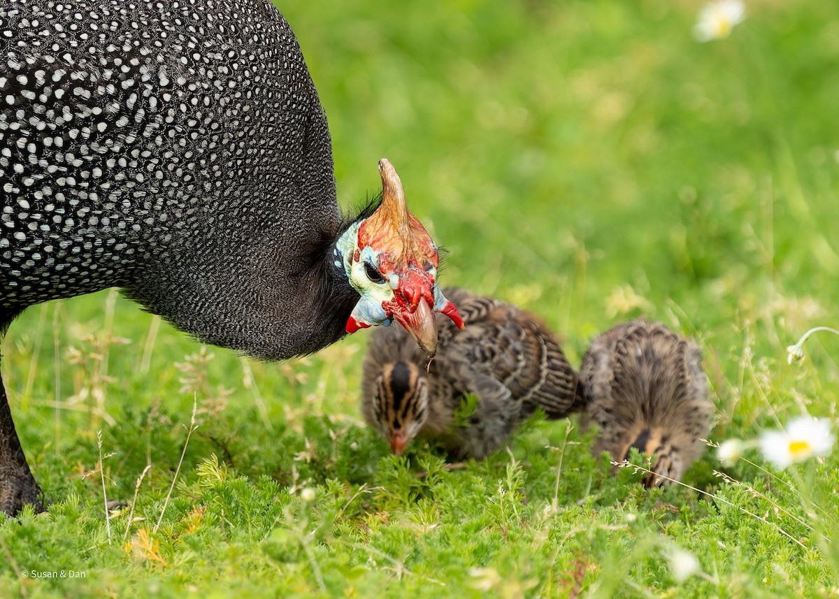 Helmeted Guineafowl - ML638071471