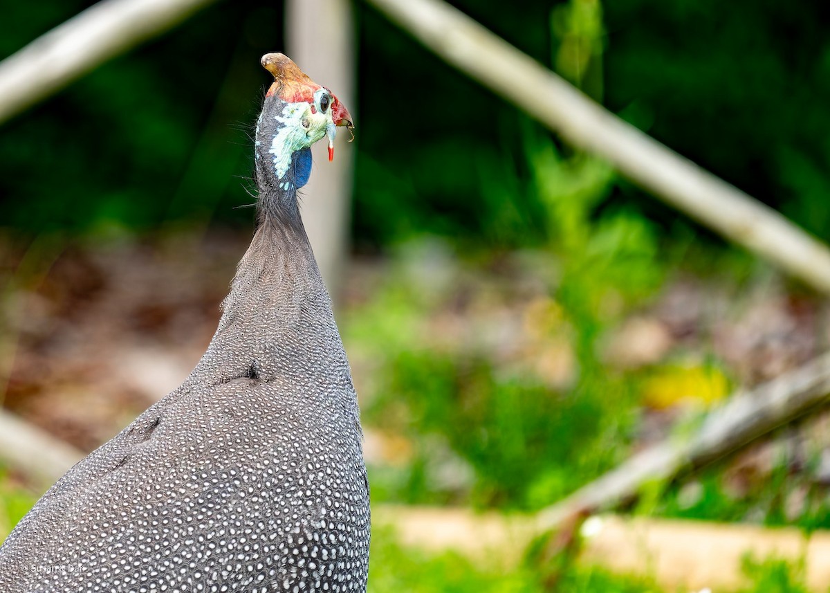 Helmeted Guineafowl - ML638071475
