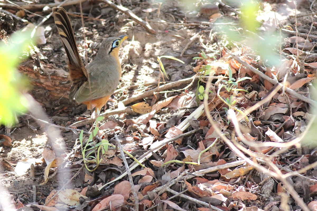 Lesser Ground-Cuckoo - ML638071478