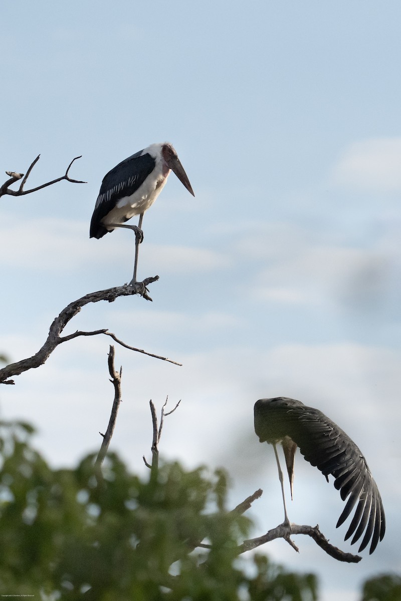 marabu africký - ML638071482
