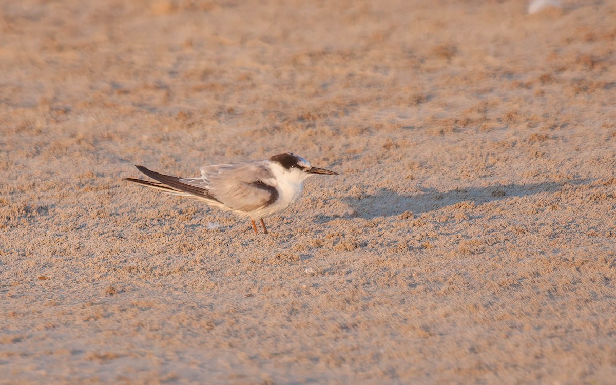Saunders's Tern - ML638071495