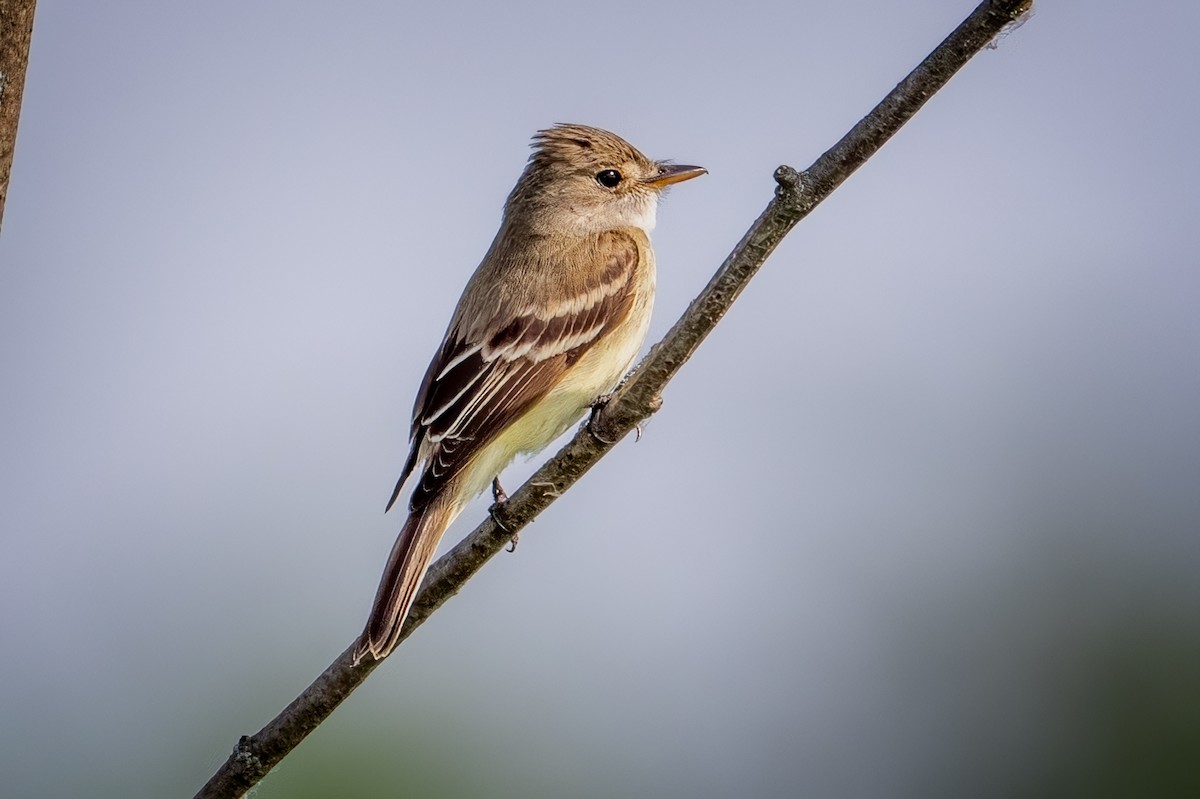 Willow Flycatcher - ML638071500