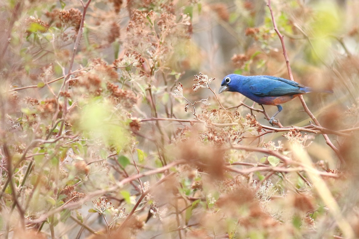 Rose-bellied Bunting - ML638071510