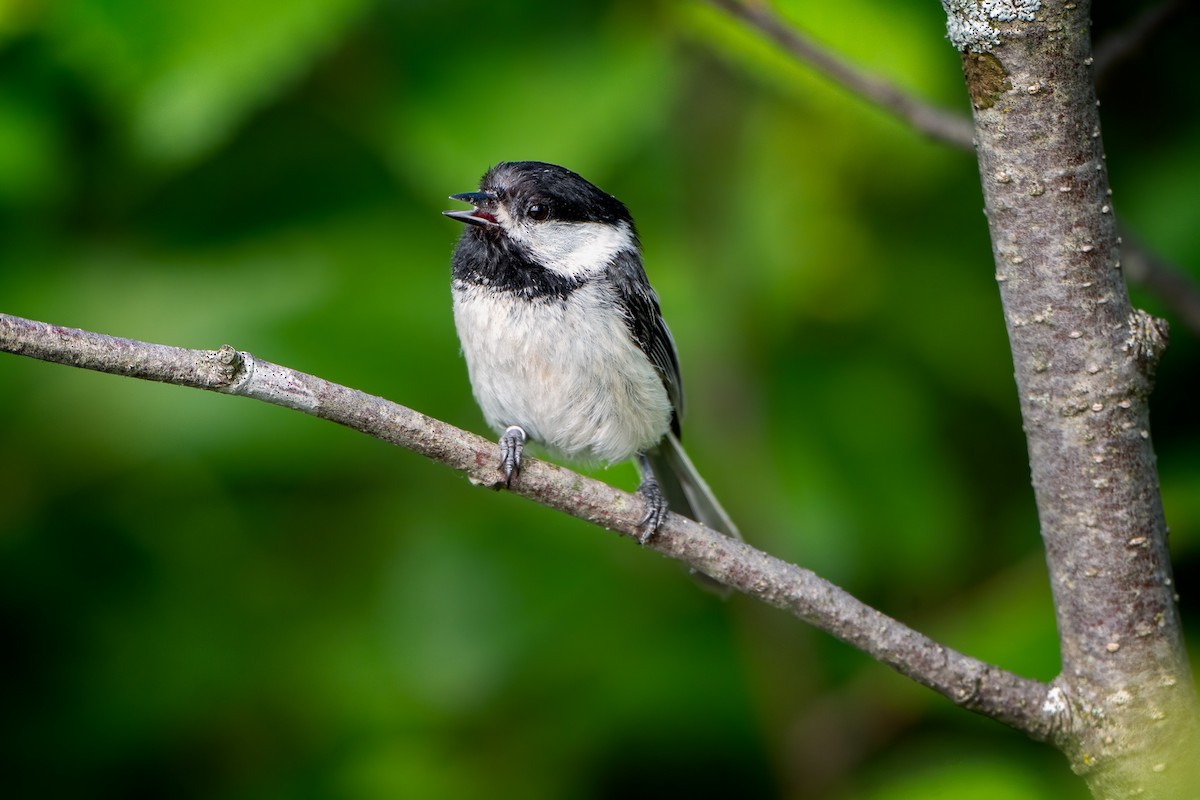 Black-capped Chickadee - ML638071522
