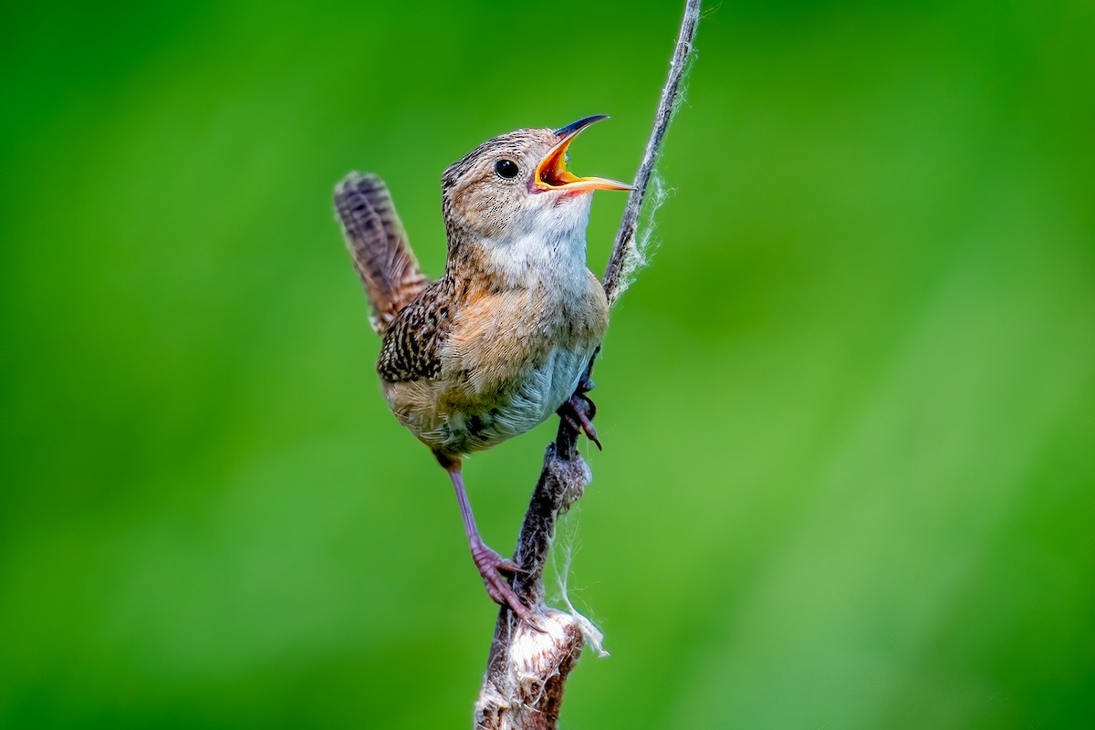 Sedge Wren - ML638071541