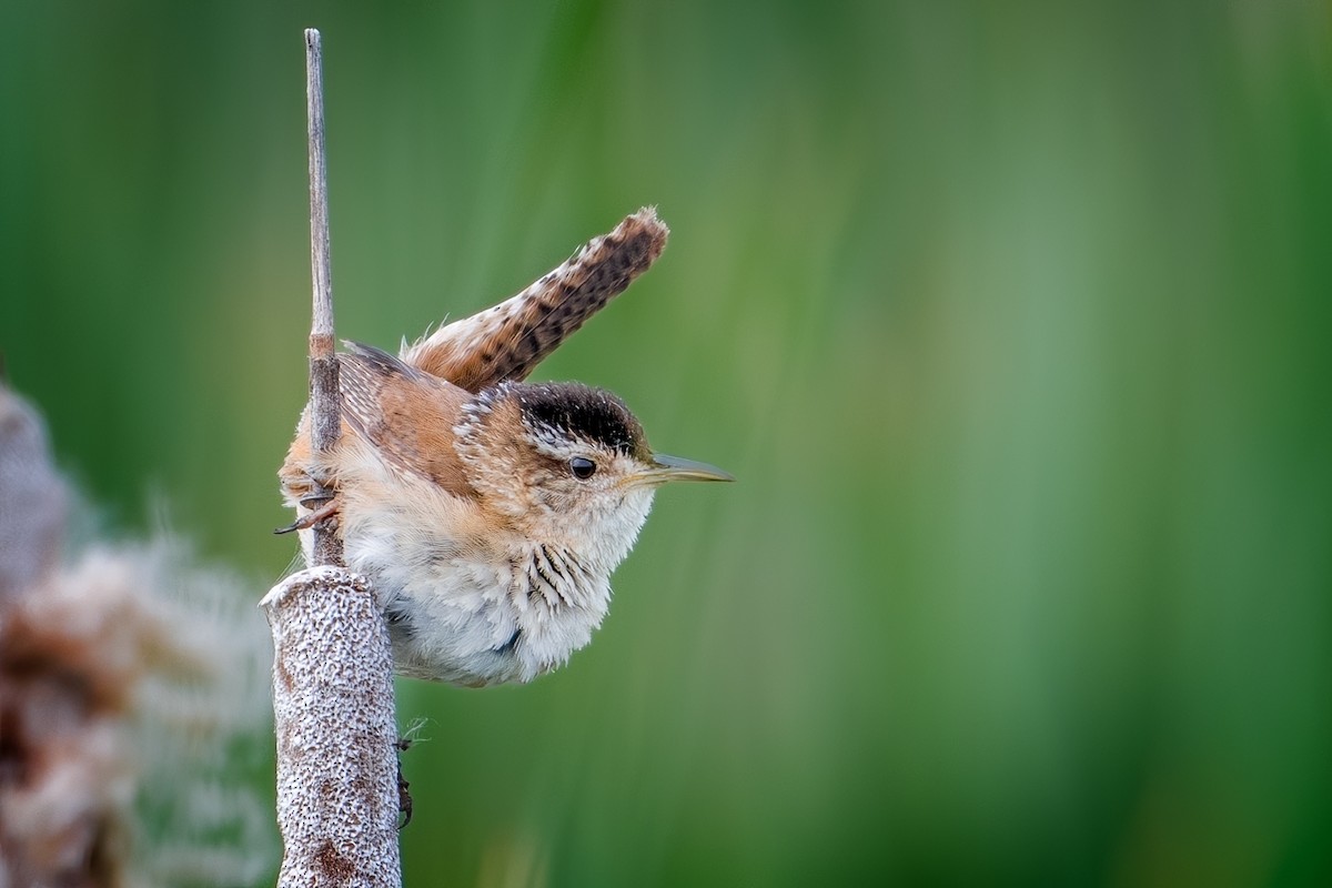 Marsh Wren - ML638071556