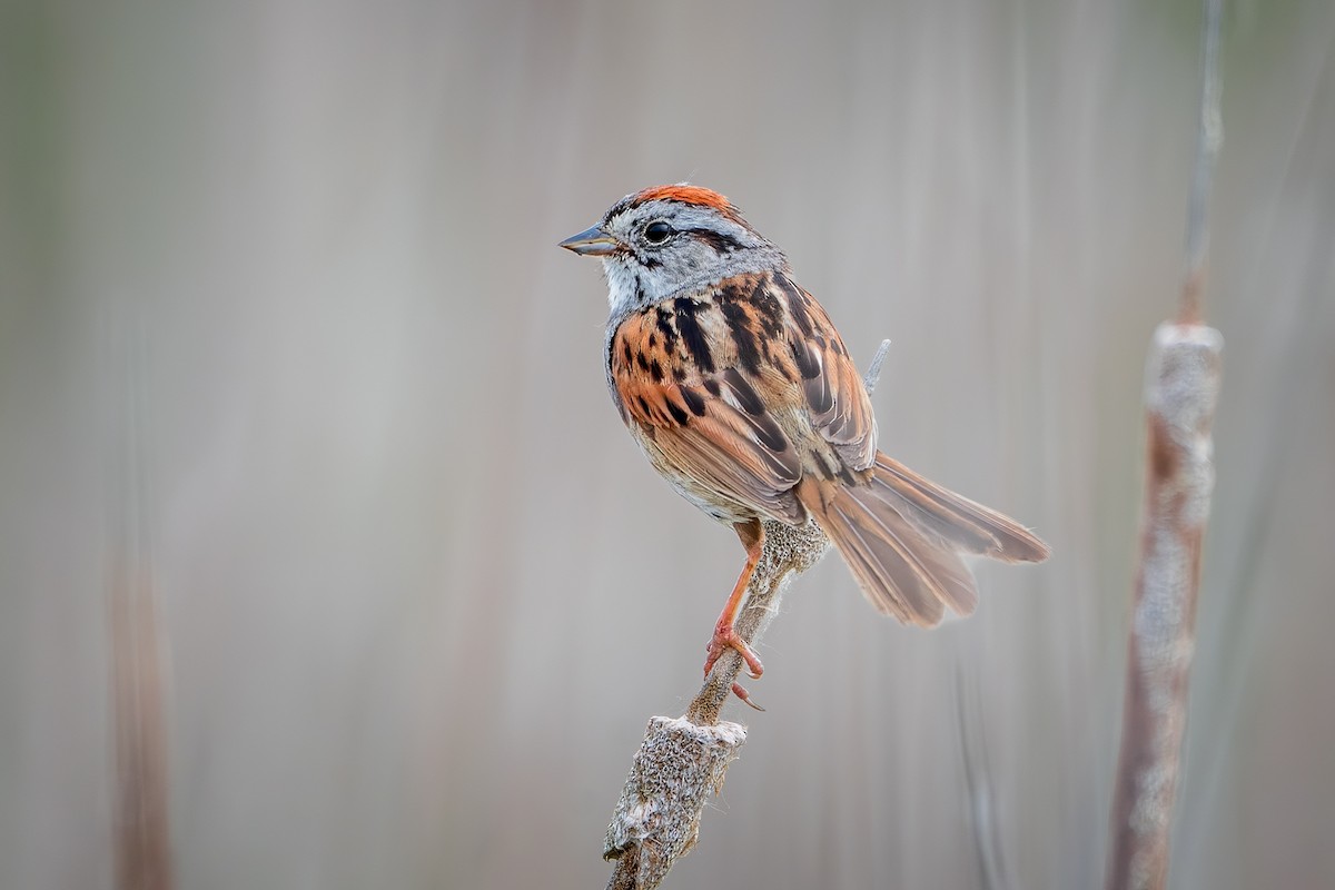 Swamp Sparrow - ML638071571