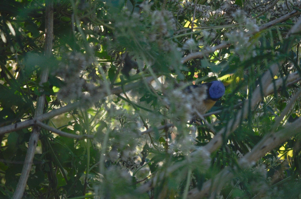 Fawn-breasted Tanager - ML638071628
