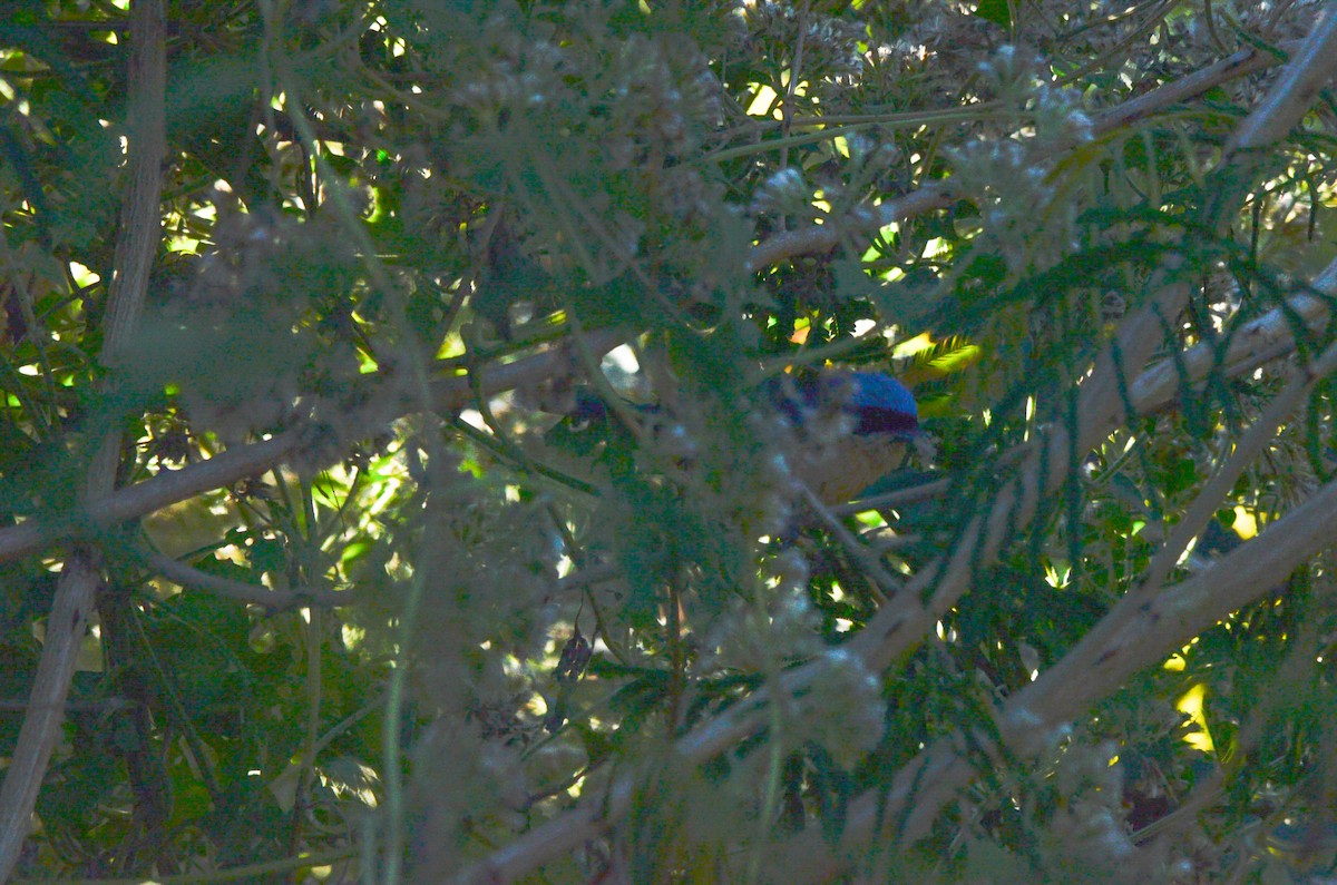 Fawn-breasted Tanager - ML638071629