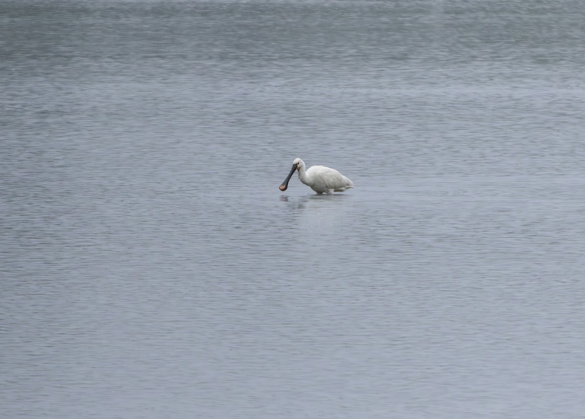 Eurasian Spoonbill - ML638071643