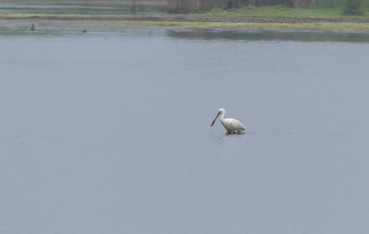 Eurasian Spoonbill - ML638071644