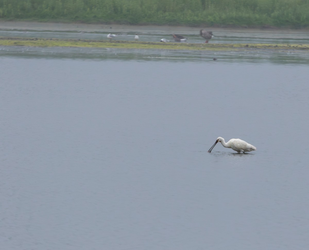 Eurasian Spoonbill - ML638071645