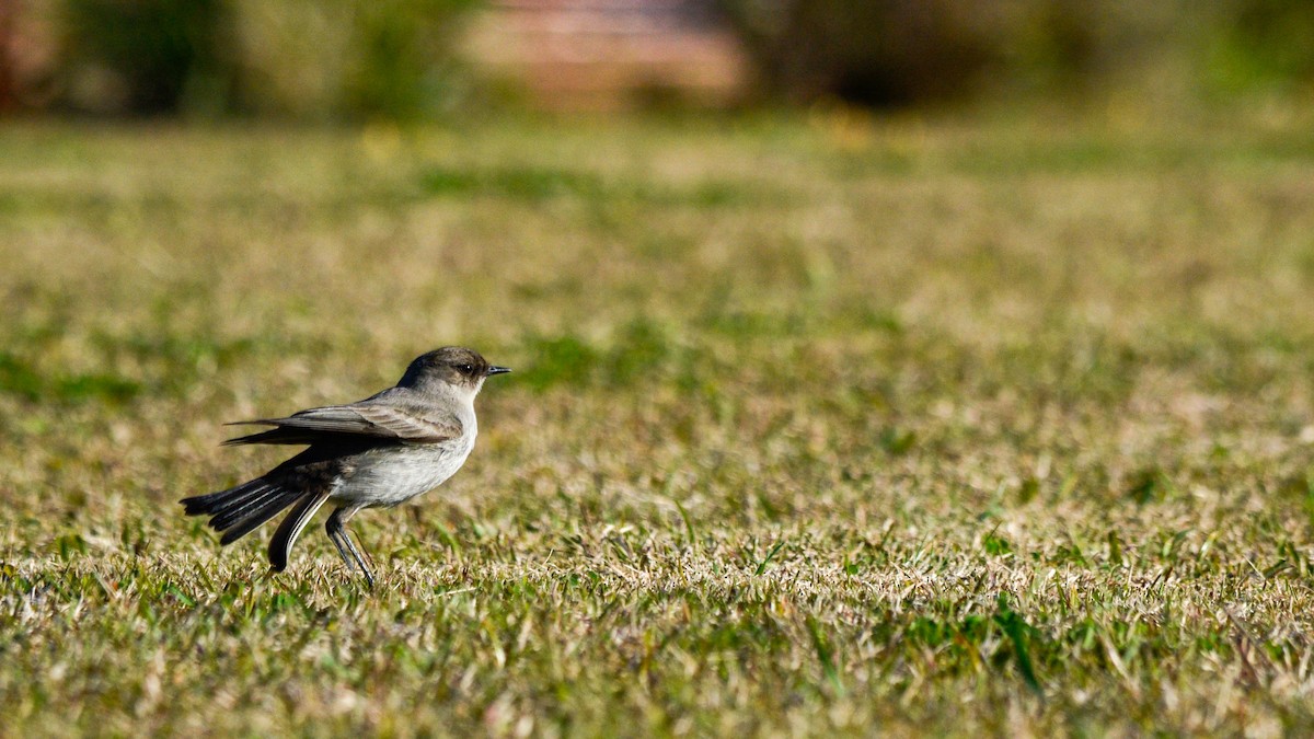 Dark-faced Ground-Tyrant - ML638071647