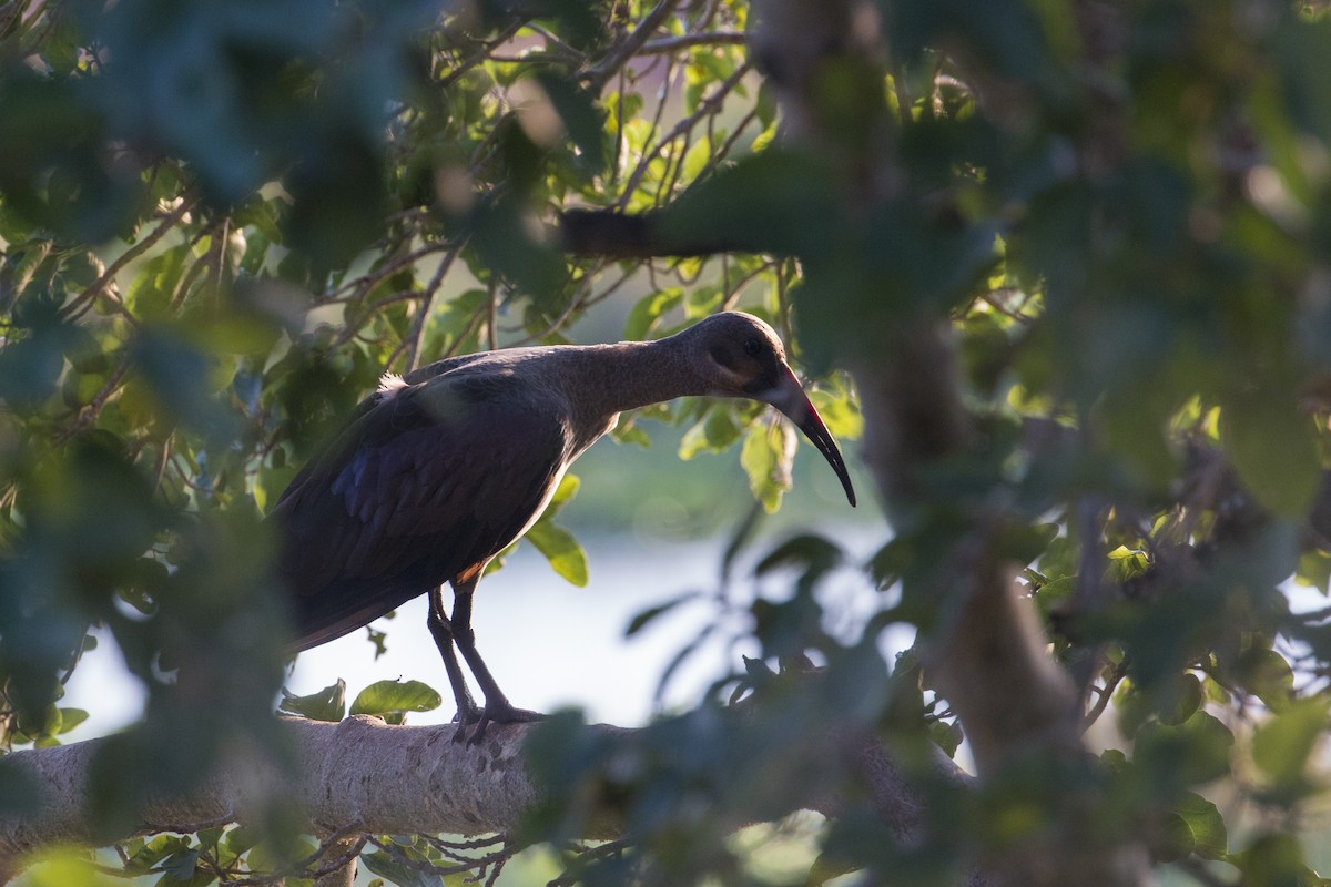 Hadada Ibis - ML638071654