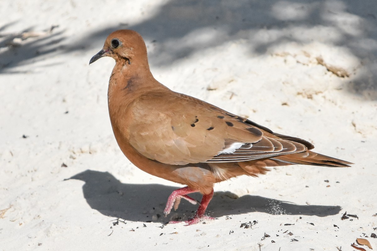Zenaida Dove - ML638071669
