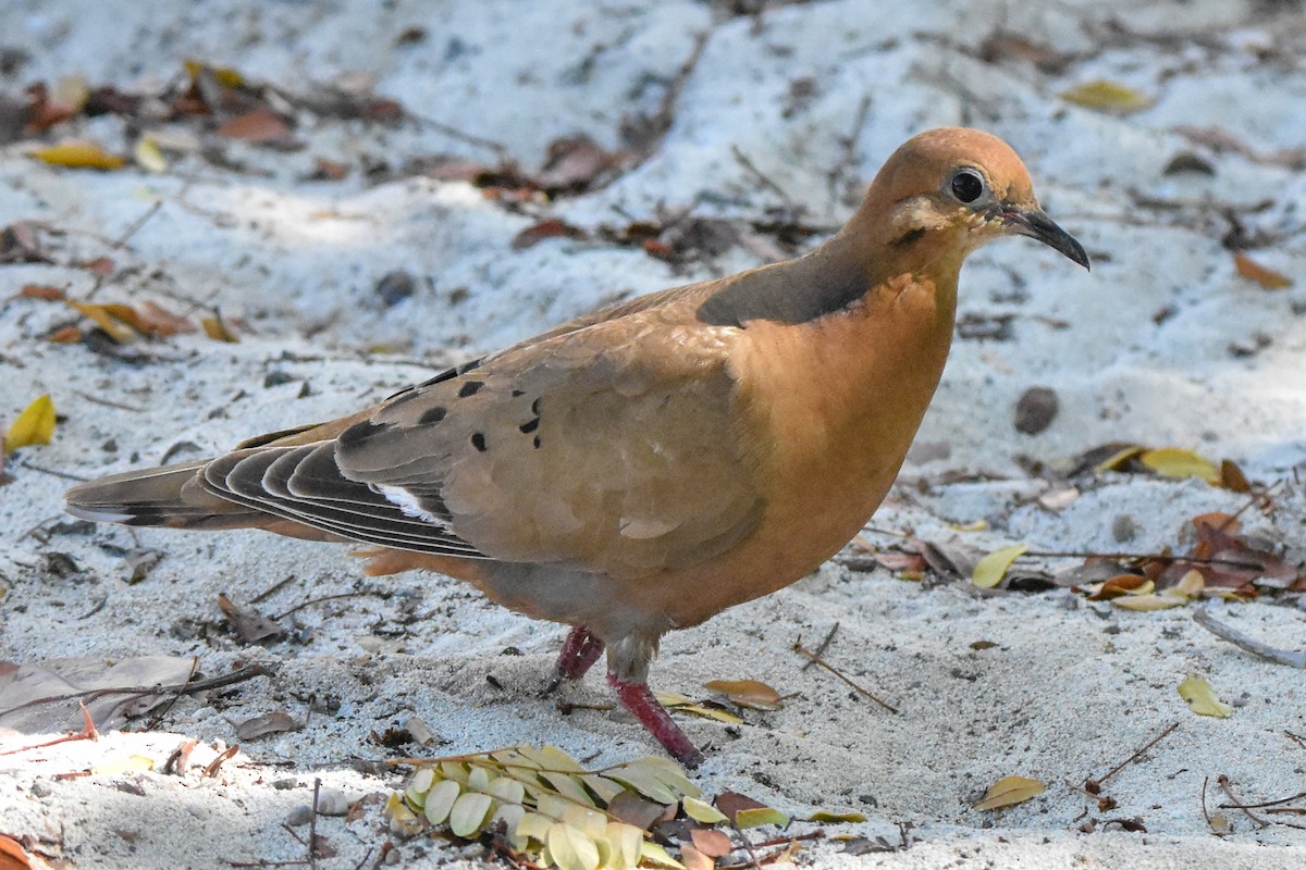 Zenaida Dove - ML638071670