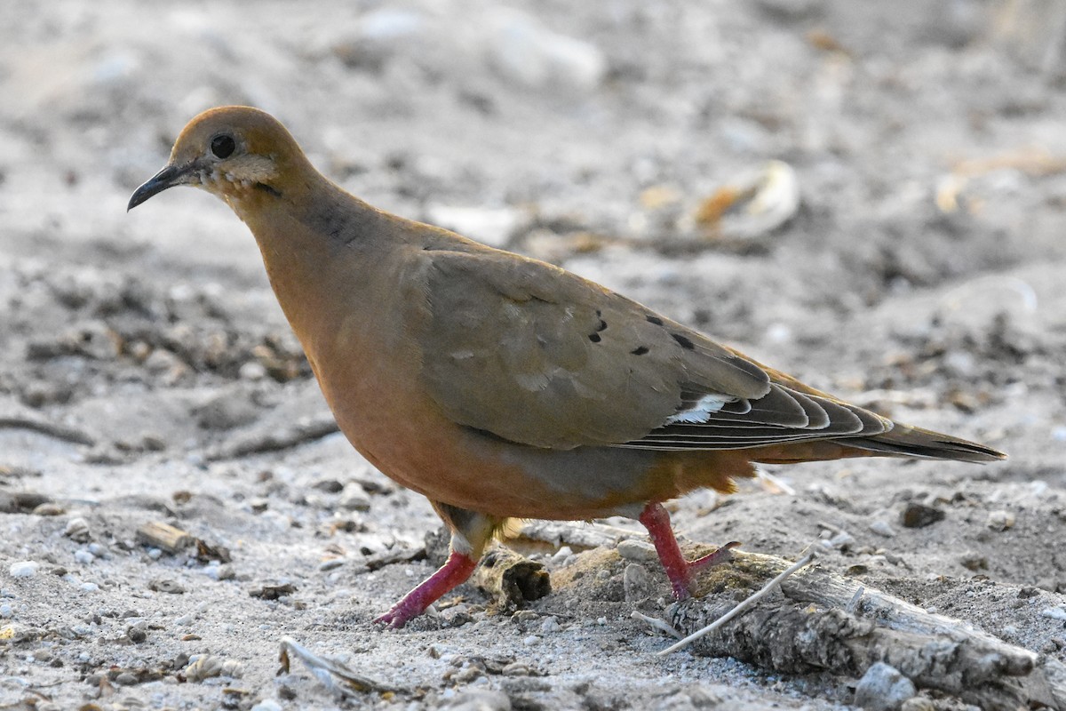 Zenaida Dove - ML638071671