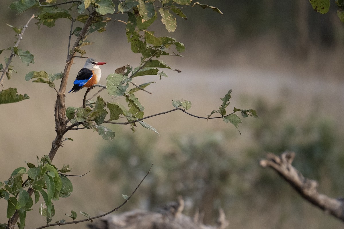 Gray-headed Kingfisher - ML638071678