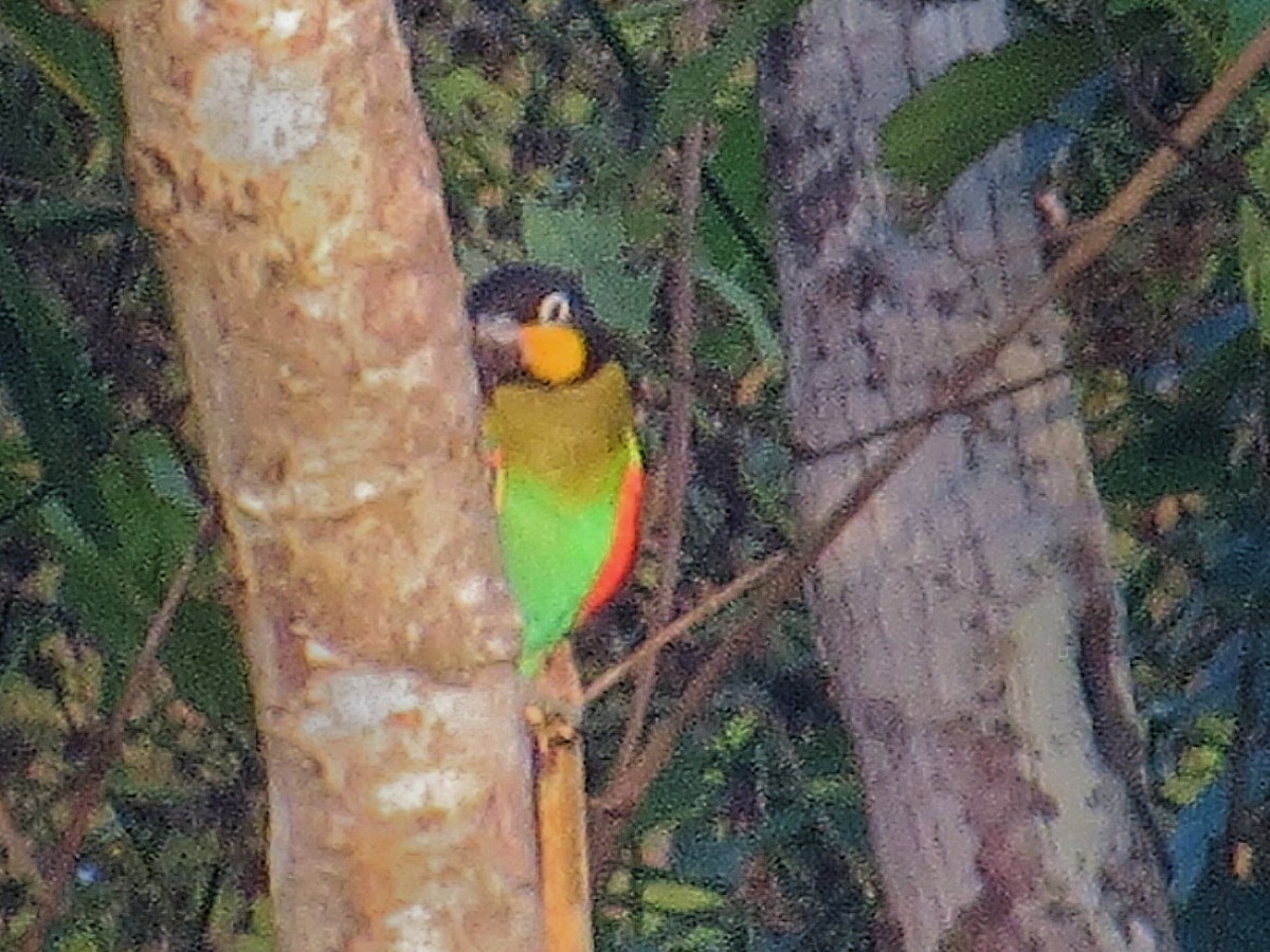 Orange-cheeked Parrot - ML638071686