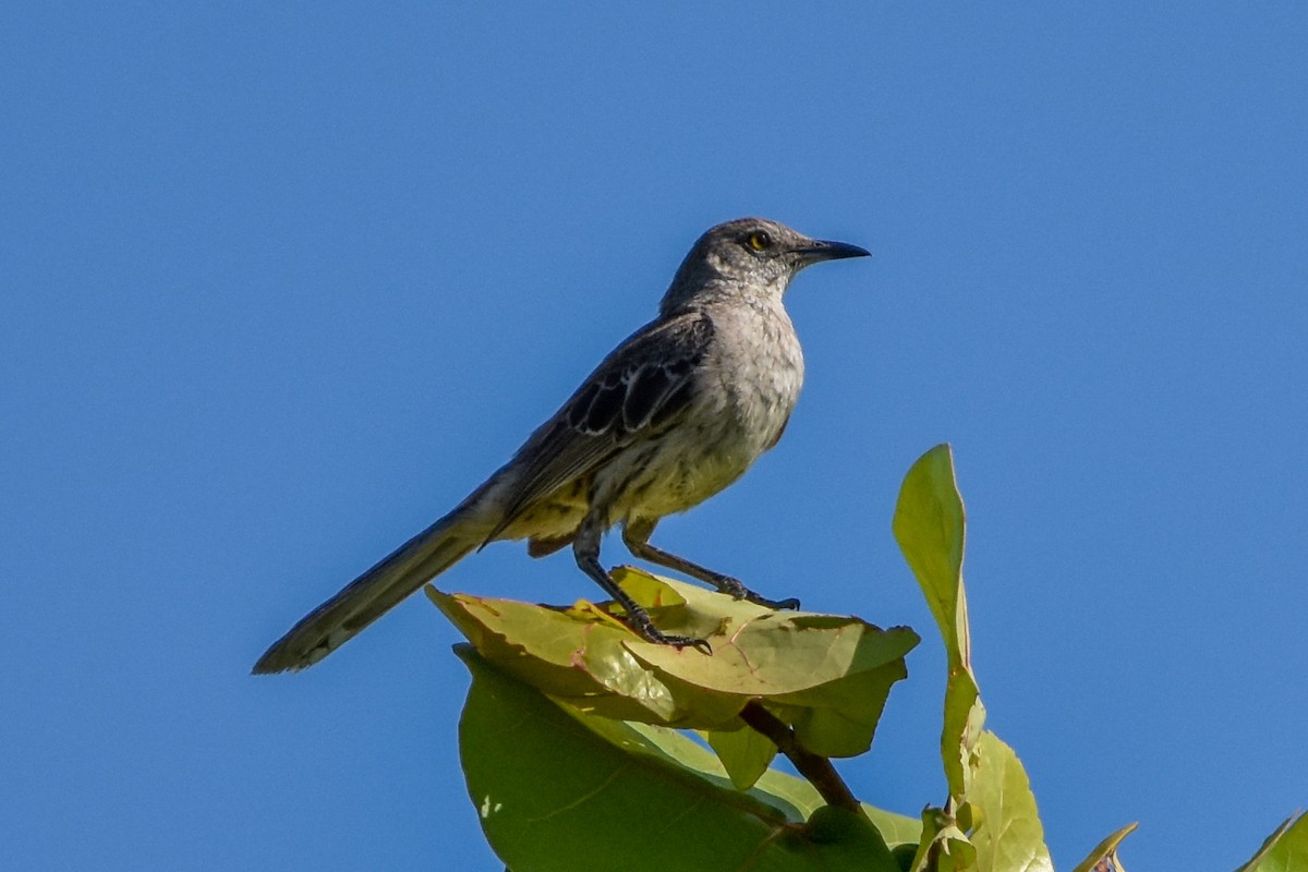 Bahama Mockingbird - ML638071688