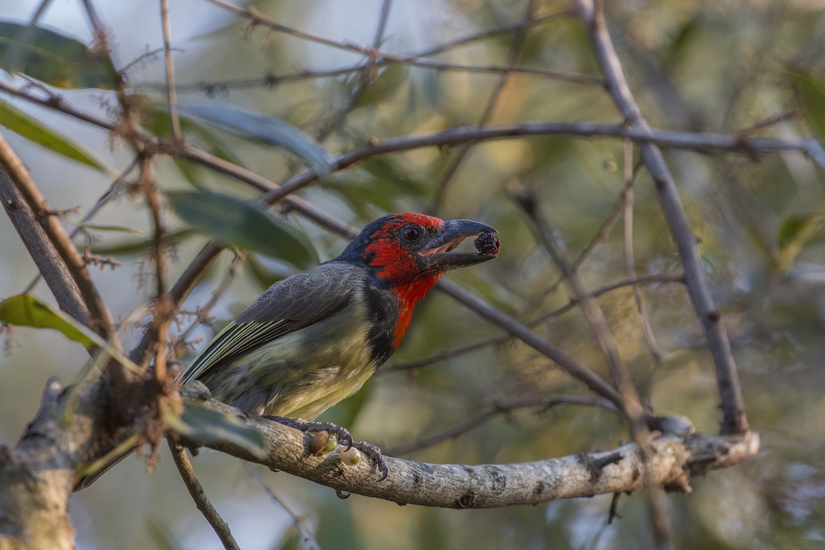 Black-collared Barbet - ML638071698