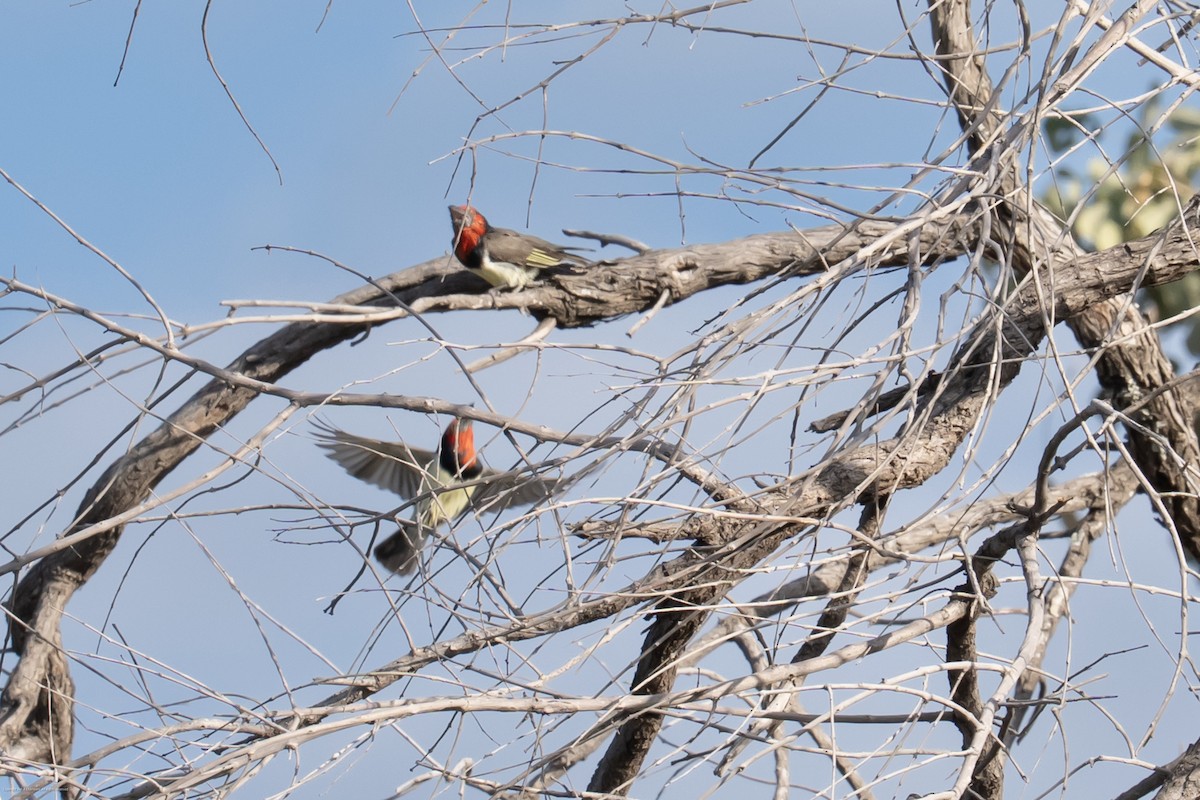 Black-collared Barbet - ML638071708