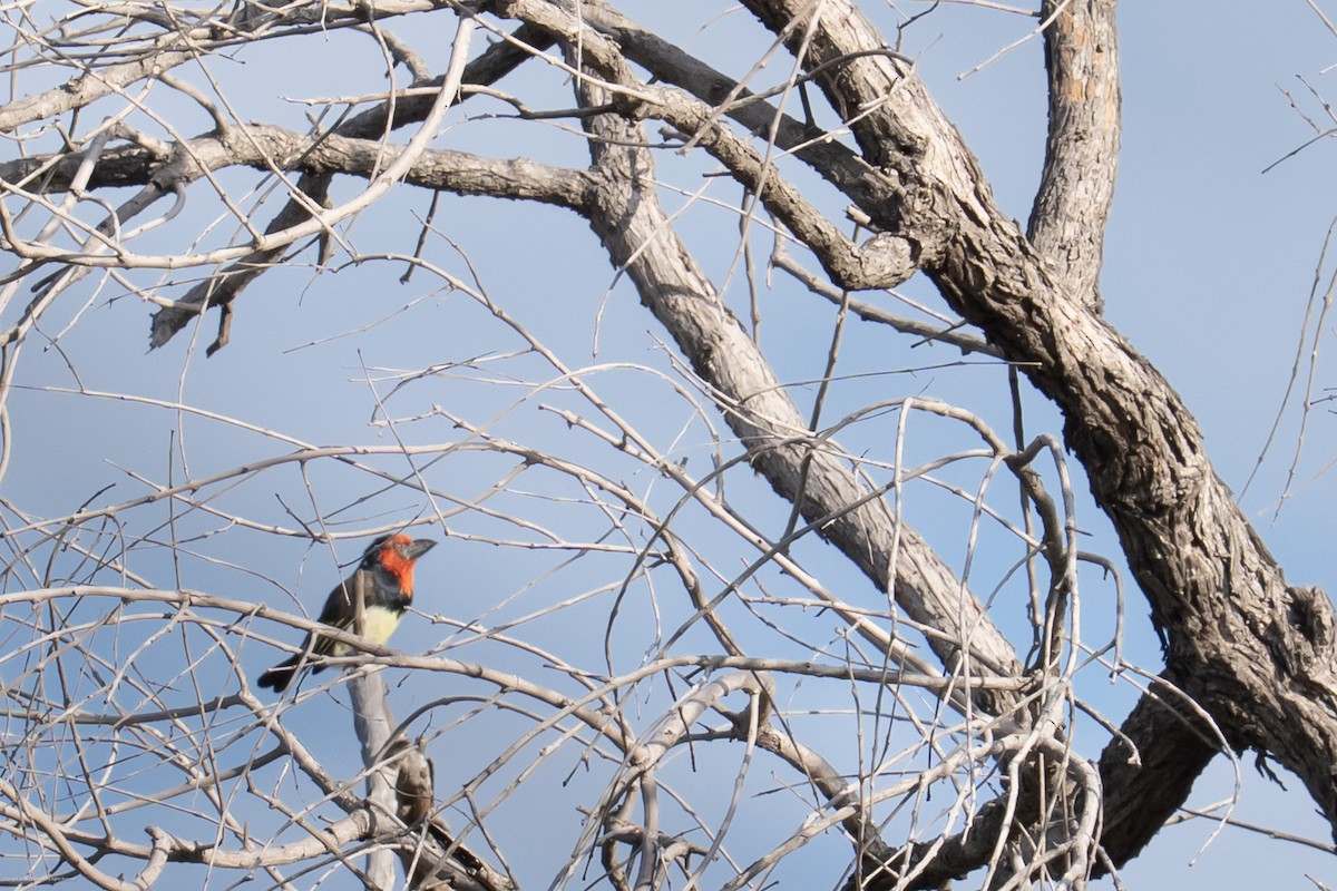 Black-collared Barbet - ML638071709