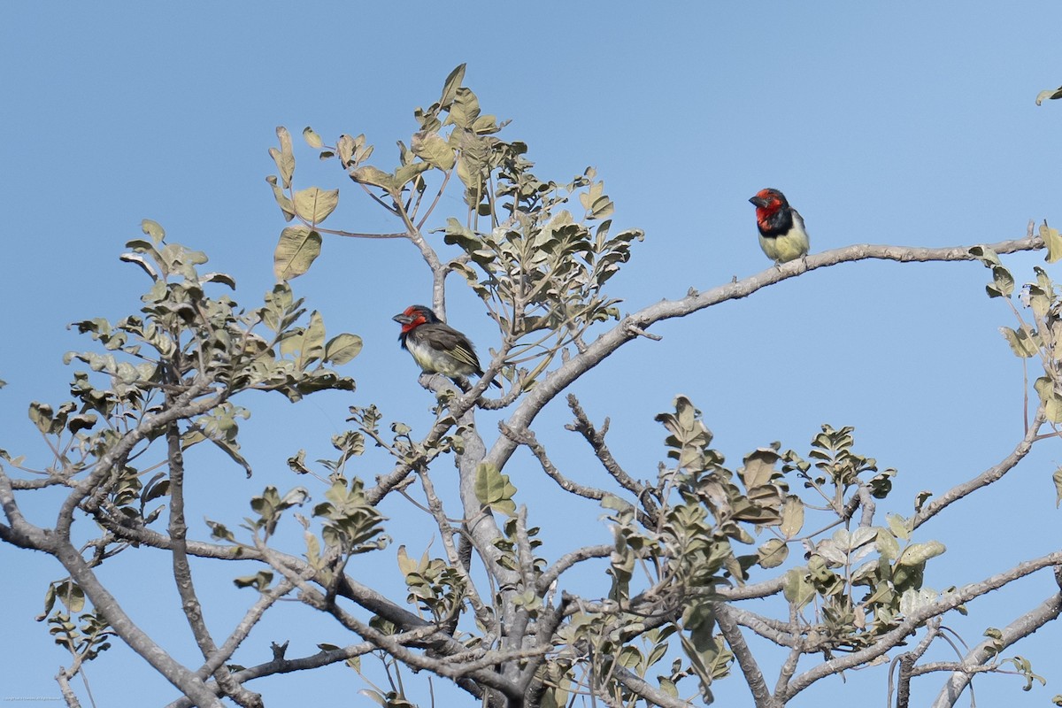 Black-collared Barbet - ML638071710