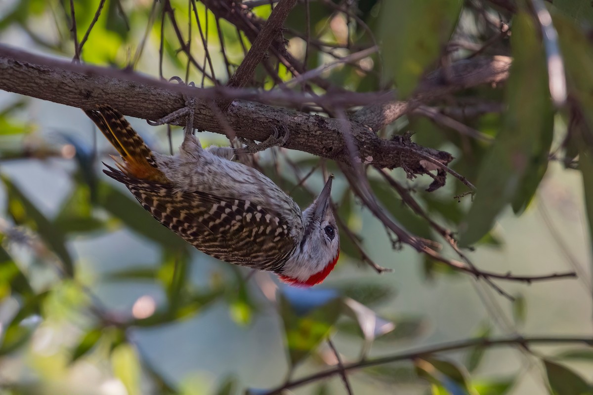 Cardinal Woodpecker - ML638071714