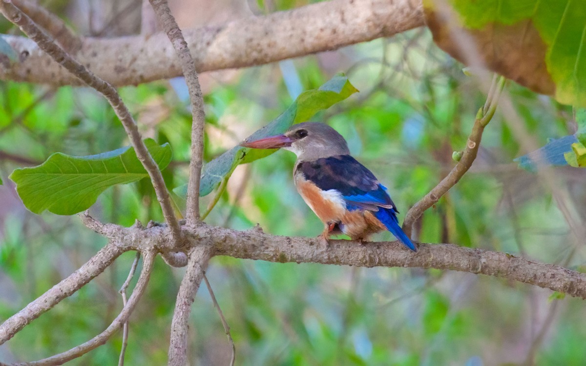 Gray-headed Kingfisher - ML638071718
