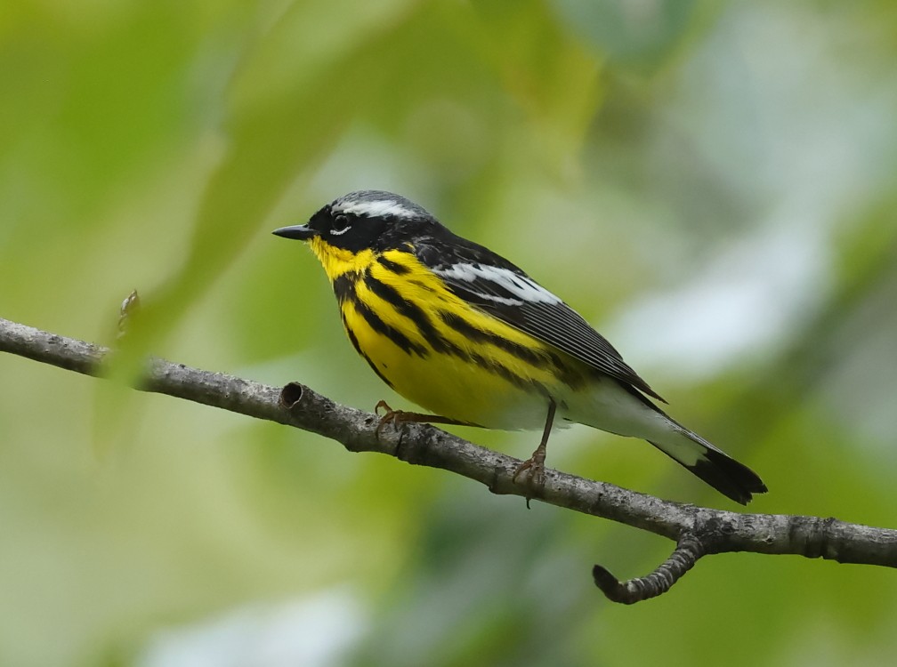 Magnolia Warbler - ML638071726