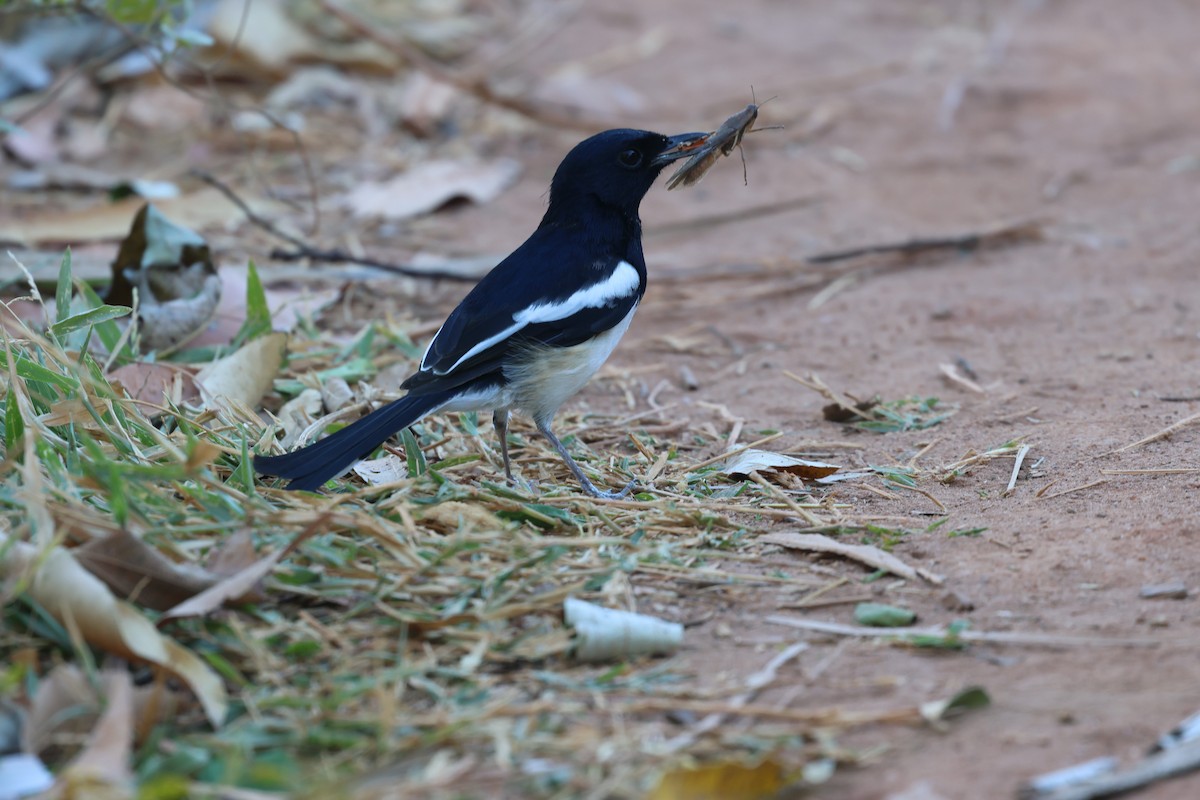 Madagascar Magpie-Robin - ML638071742