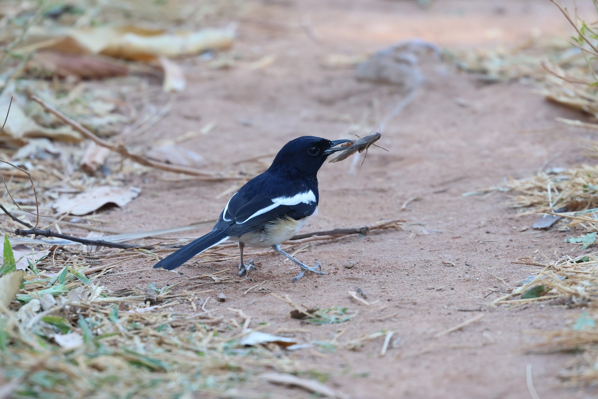 Madagascar Magpie-Robin - ML638071747