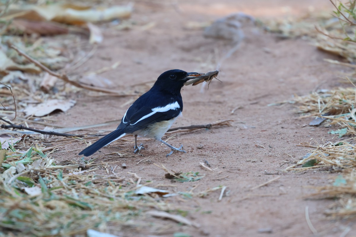 Madagascar Magpie-Robin - ML638071750