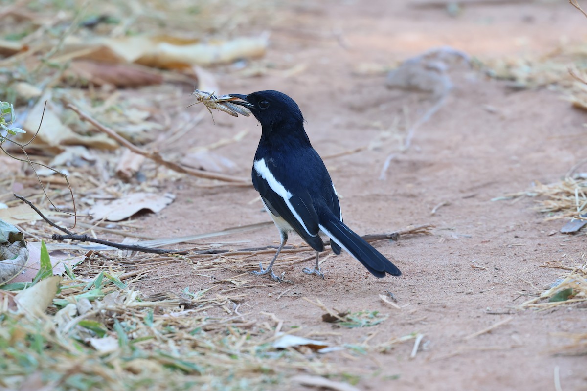 Madagascar Magpie-Robin - ML638071759