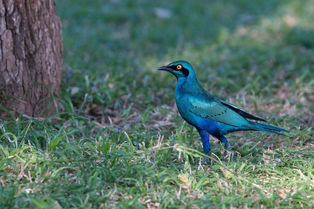 Greater Blue-eared Starling - ML638071789