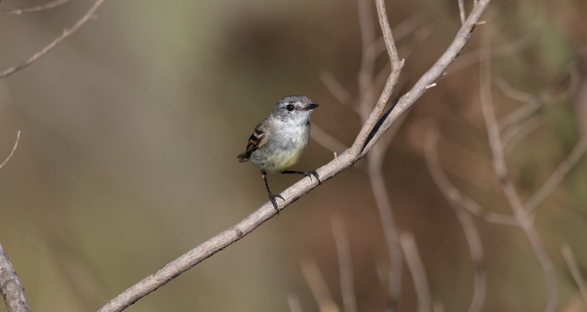 White-crested Tyrannulet - ML638071791