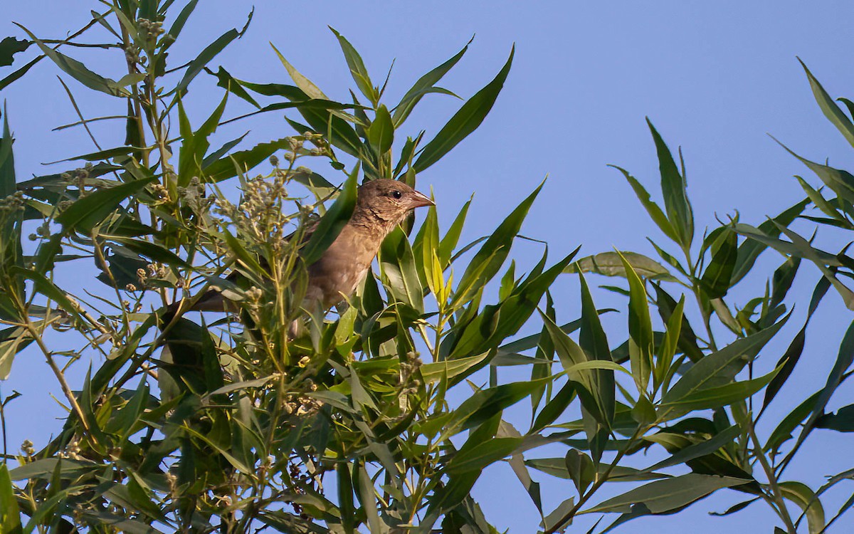 Rüppell's Weaver - ML638071803