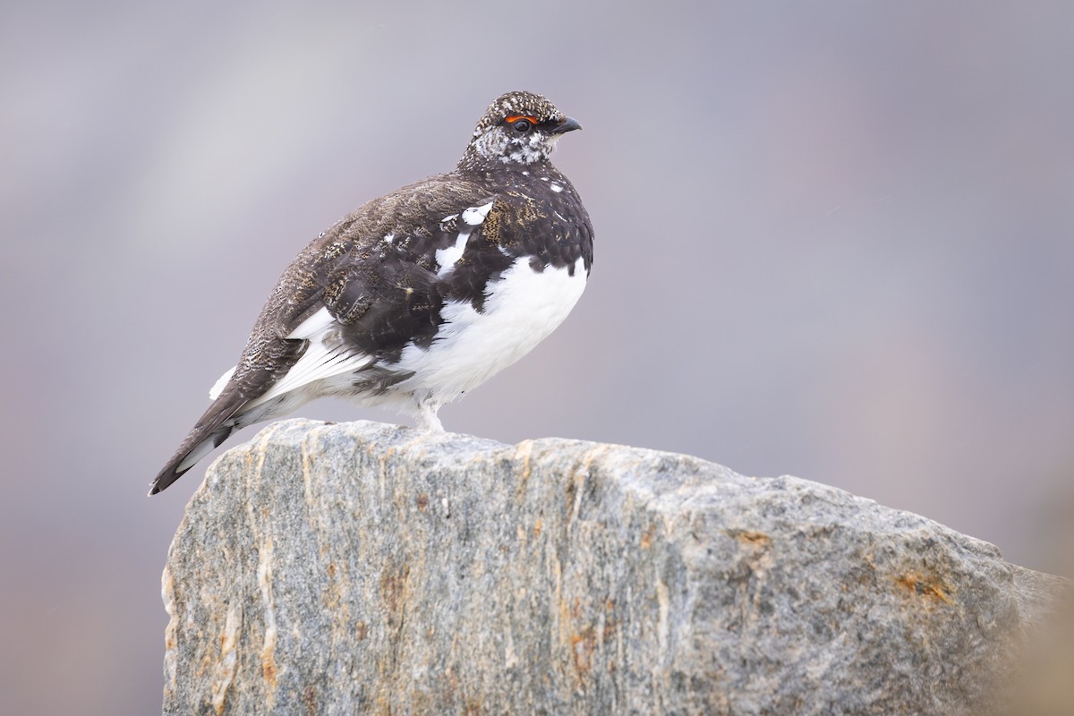 Rock Ptarmigan - ML638071811