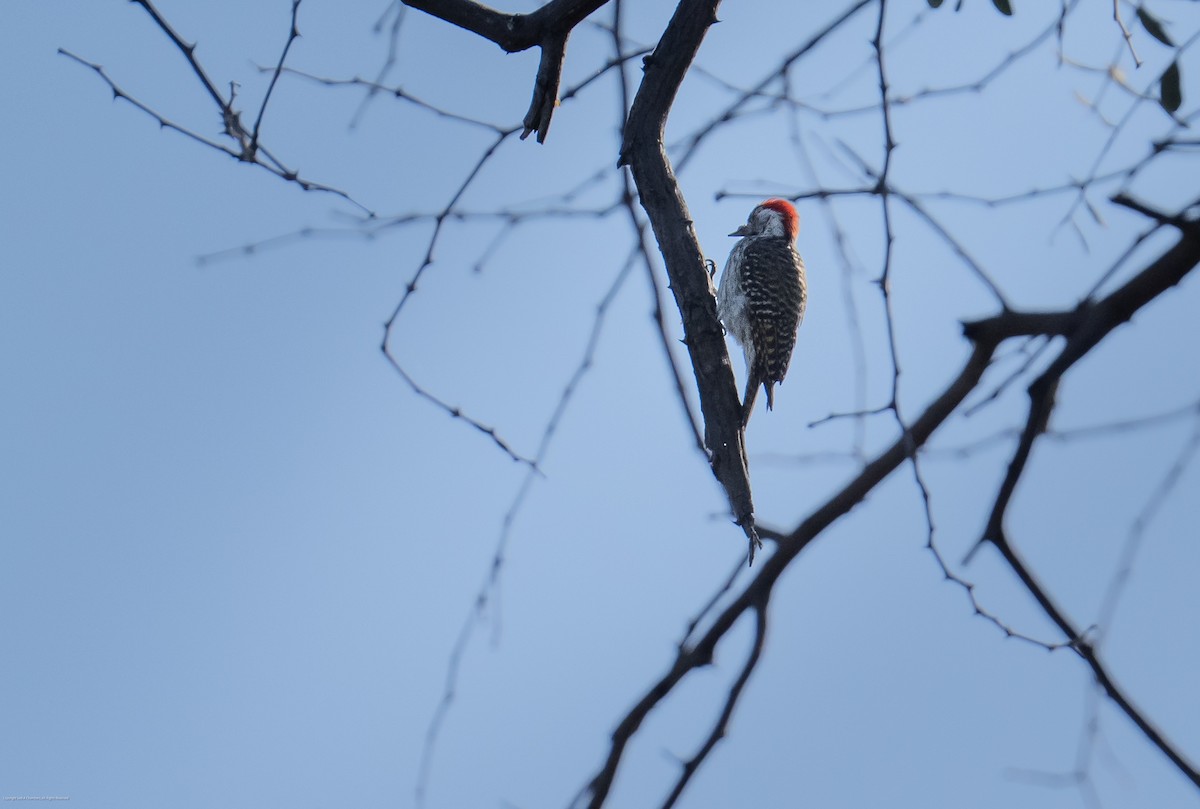 Cardinal Woodpecker - ML638071813