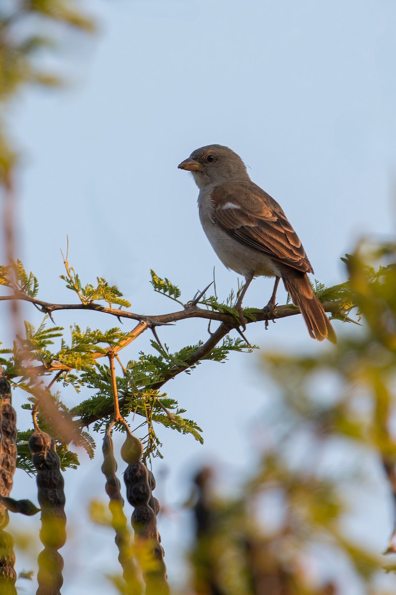Southern Gray-headed Sparrow - ML638071822
