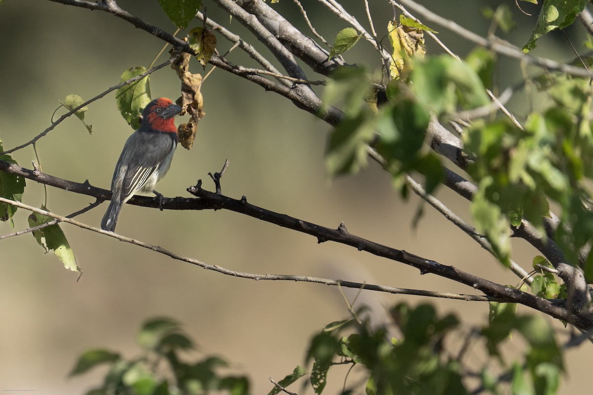 Black-collared Barbet - ML638071843