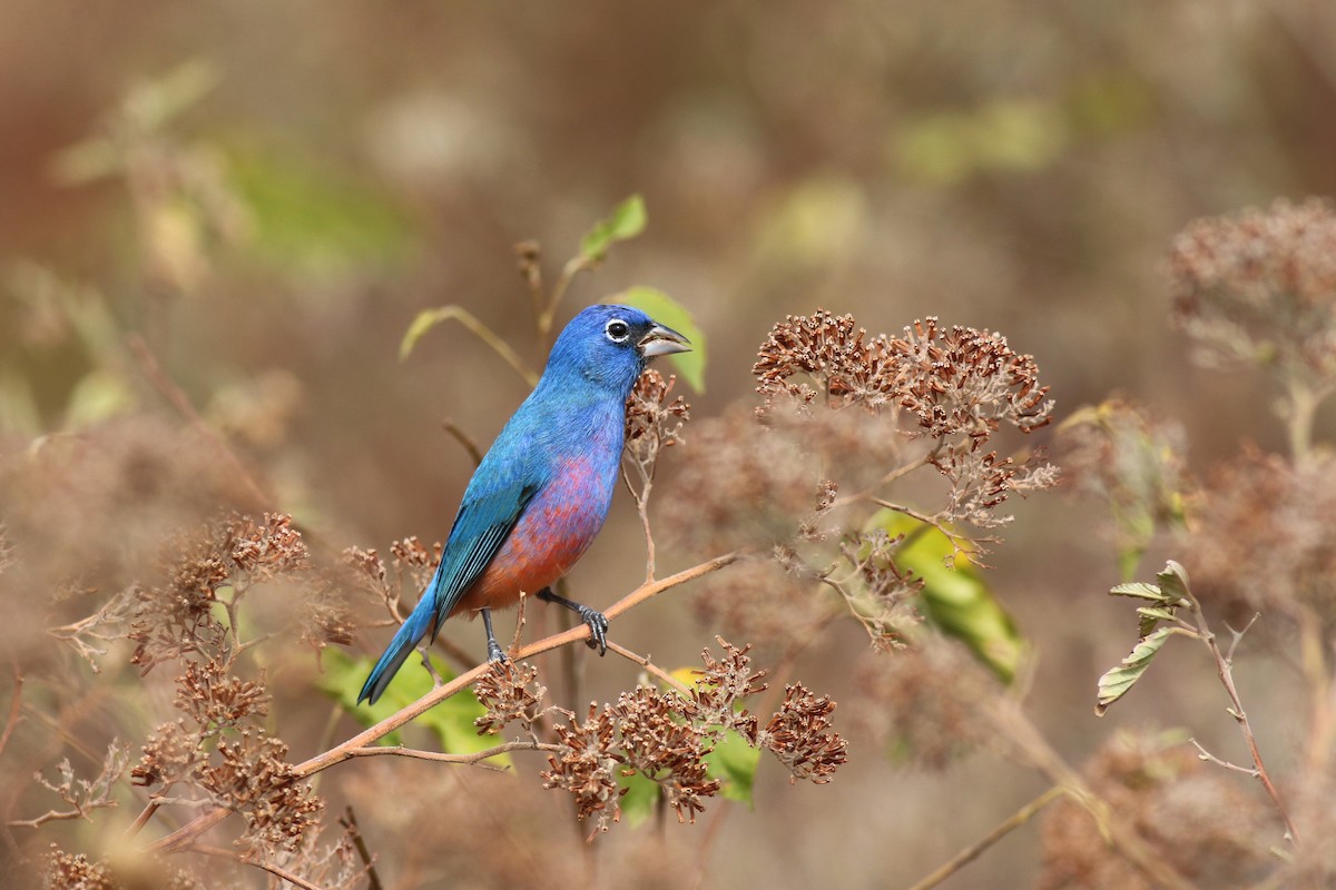 Rose-bellied Bunting - ML638071844