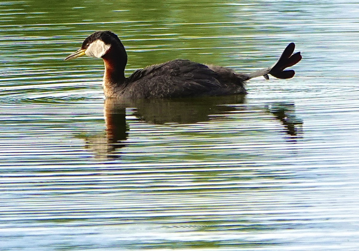 Red-necked Grebe - ML638071854