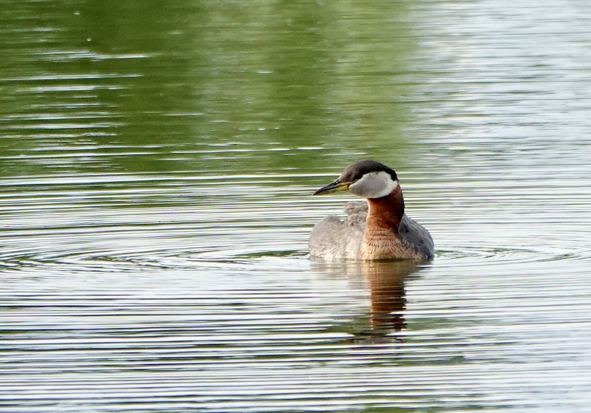 Red-necked Grebe - ML638071855