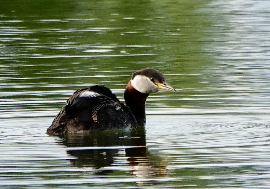 Red-necked Grebe - ML638071856