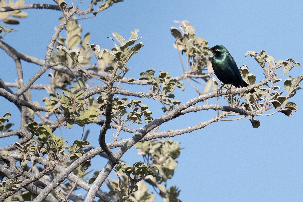 Greater Blue-eared Starling - ML638071868