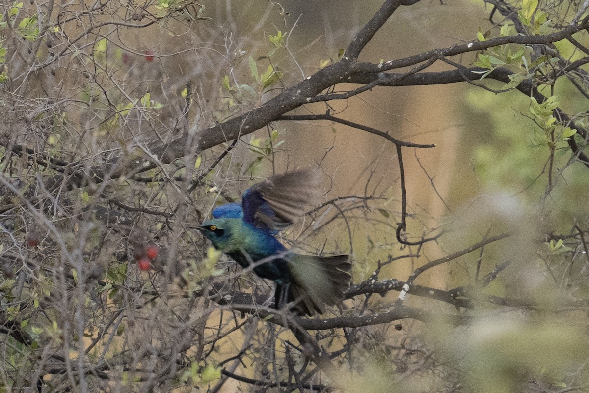 Greater Blue-eared Starling - ML638071870