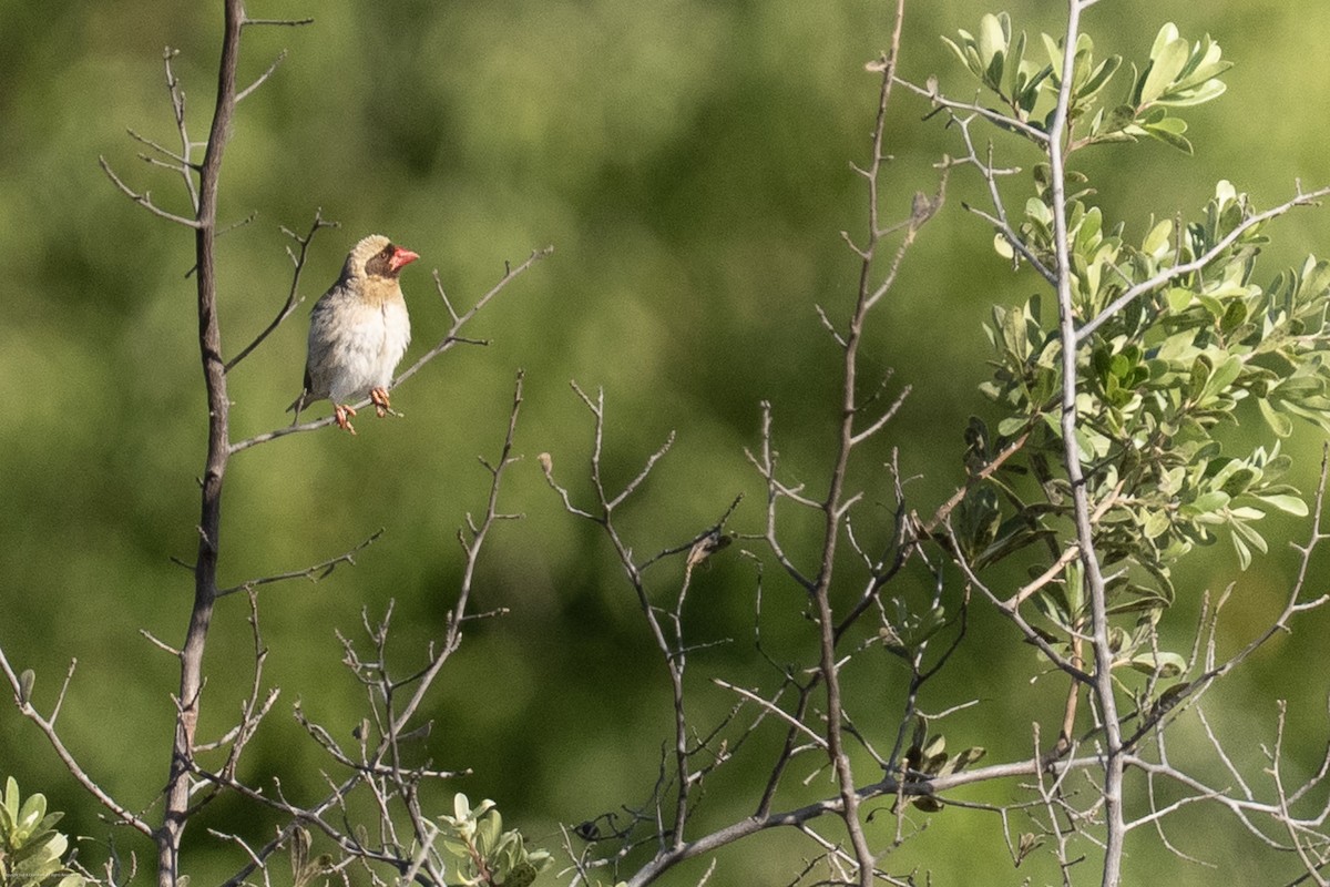 Red-billed Quelea - ML638071883