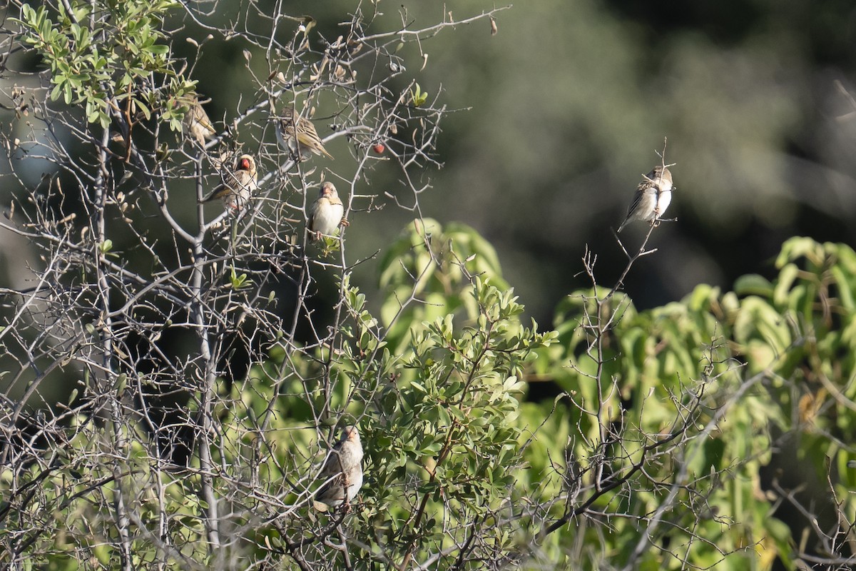 Red-billed Quelea - ML638071884